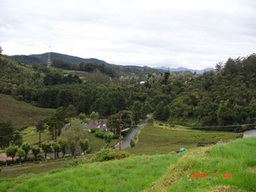 Tea Garden of Blue Mountain