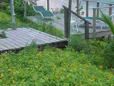 Sometimes the Daisies Take Over