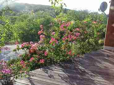 Flowers Seen from the Front Deck, Away from ocean