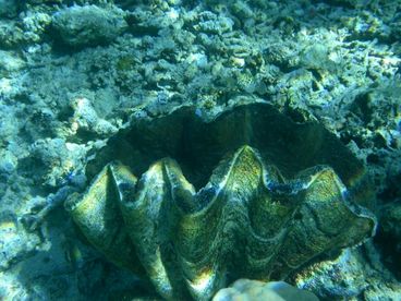Giant clam in front of cabin