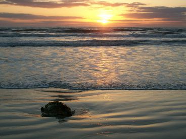 Sea Turtles are a common site at the beach.