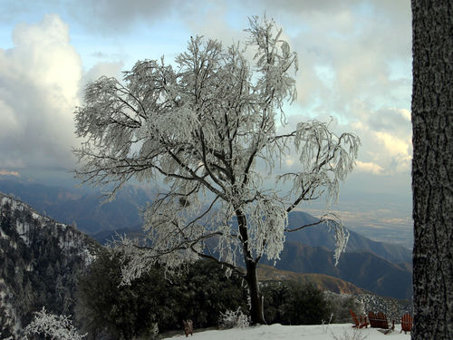 Ice Storm 