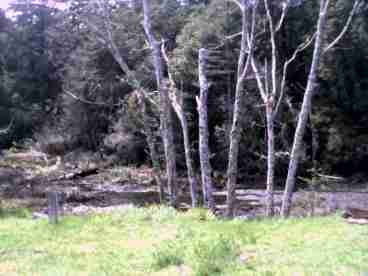 SIDE YARD