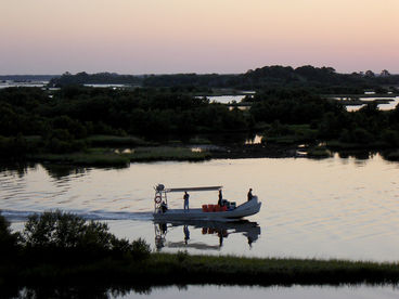 Birdwatchers' Delight - Tranquility in Cedar Key