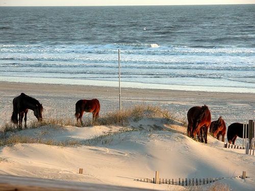 The view from Just Chillin\' including a few of the Wild Horses Corolla is known for.