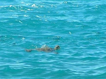 Makaha Turtle Beach