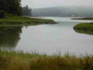 The estuary next to the cottage ..pristine and frequented by cottage namesake, Harry the Heron, as well as  eagles, deer, and an endless parade of migrating birds.