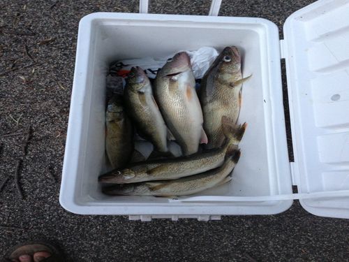 Both lake and many lakes in the area are full of Walleye, Bass, Northern, Crappie, and Sunnies.