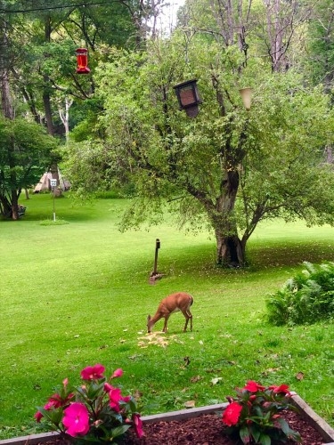 View wildlife and pine creek while relaxing on the porch. 