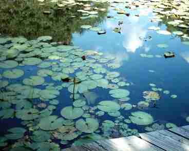 Water Lilies