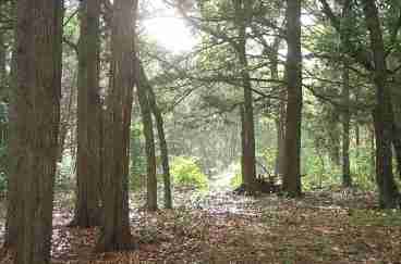 Woodland Walks