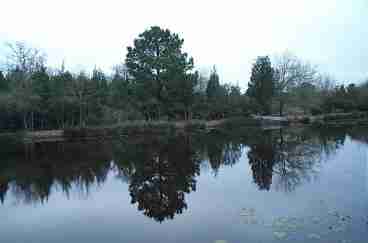 Reflection Pond