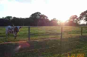Longhorn Sunset