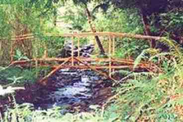 Aarons Bridge In Fern Gully