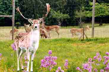 Bucky Our Favorite Fallow Deer