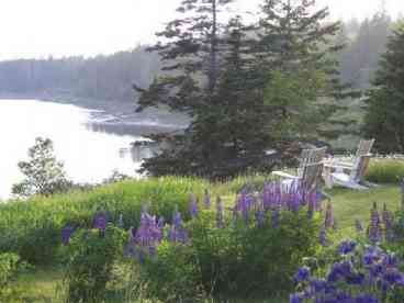 Late afternoon on the cottage lawn..mid june..amid the daisies and lupines 
