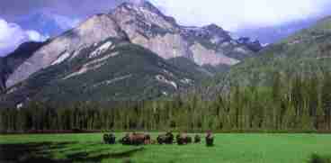 Buffalo in meadow with views.