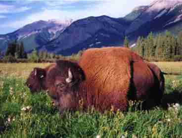 Rocky Mountain Buffalo Ranch Guest House