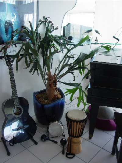 Piano, guitar, musical instruments, excercise bike, ping pong, kites, plants, unusual decor, and fun in every room