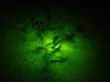 Big Fish over one of our two under water lights  