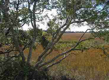 Marsh View from Master Bedroom
