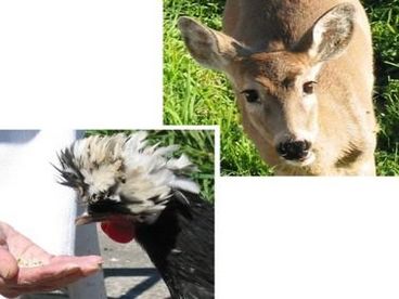 Feed the Chickens / Deer Hang Out!