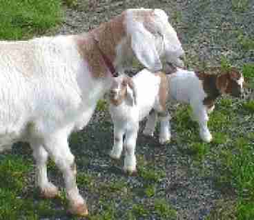 Come Visit the Farm Animals!