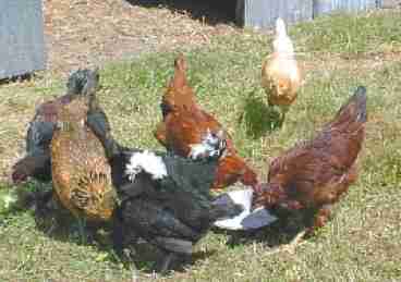 Search for Farm Fresh Eggs
