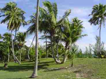 Relax in the hammock with a cool beverage while enjoying the water view. Boat,canoe,horseshoe pit,volleyball,masks & snorkels & lots more for your use.