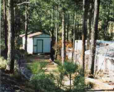 Our little casita is nestled in a pine forest with almost an acre of greenbelt surrounds
