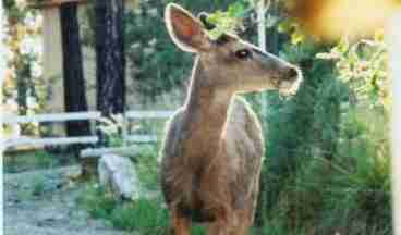 Deer on Patio