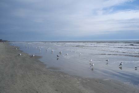 See the wildlife everywhere...these are seagulls which add to the beauty of Kiawah Island