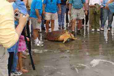 Wildlife adds to the life of Kiawah Island.  It is the nesting place of the logger head turtles.  This turtle was nurtured and released on November 2004.