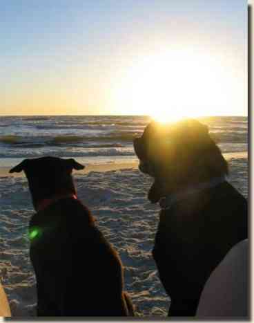 SPRING SPECIALS: 150 paces 2 BEACH btwn 2 pools/Tennis * Dog Friendly Beach