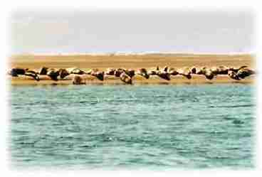 At low tide this sand bar appears directly in front of the house, and it usually has a lot of seals on it.  About 100 seals and seal pups populate the sand bars in the area year-round, and most of them hang out directly in front of the house.