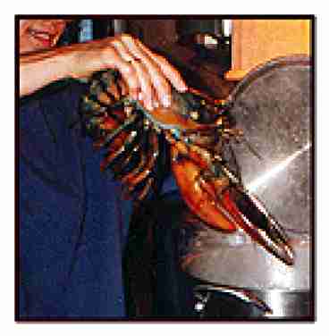 lobsters in the pot