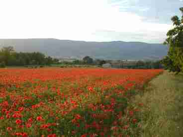 Campagne Boit L'eau