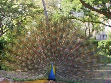 Peacocks