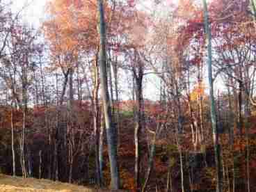 Fall View