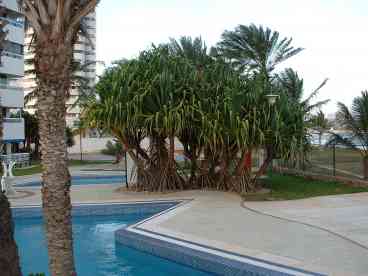 Playa Moreno Condo