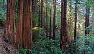Miur Woods