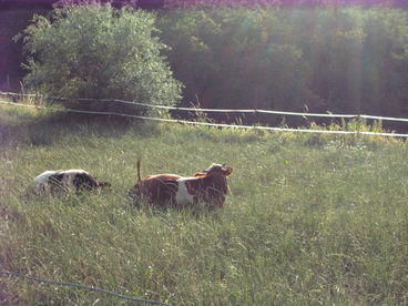 animals in the surroundings