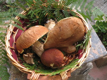 the products of our woods!