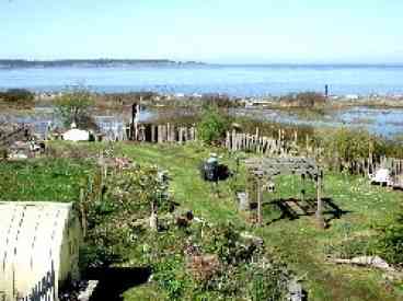 The back garden