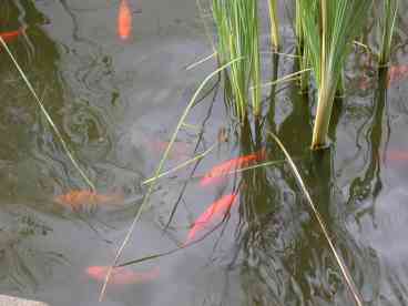 Koi Pond