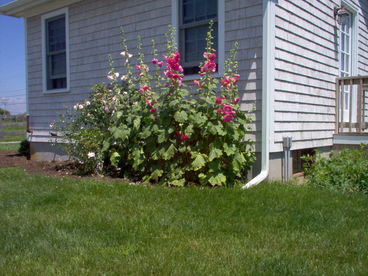 Nantucket Style Guest Cottage