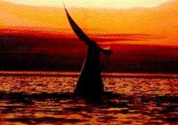 Area Has Great Whale Watching