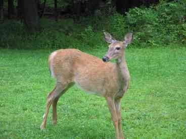 one of many visitors