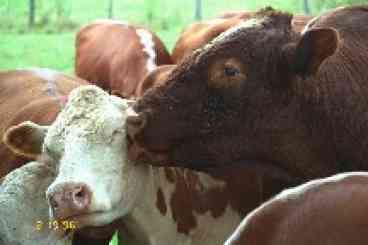 Weatherbury Farm is a working beef and sheep farm. We offer \