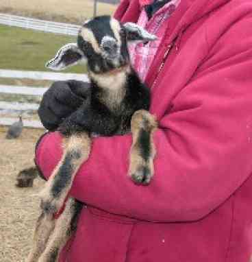 Spring brings new baby lambs and goat kids to the barnyard. 